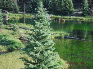 06-30 In the morning Anthony saw a moose and calf in the pond near our camp coming up from Elk Creek. This picture changed in a matter of an hour. 