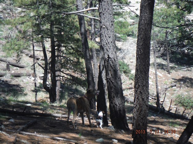 07-17 Hedi and Trudy have treed a squirrel up a tree - they think.  The Squirrel actually jumped to another tree and took off.